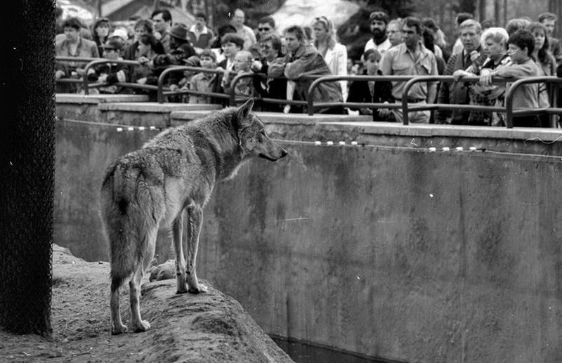 Зоопарк, 1990-е, г. Москва. Выставка «Дикие животные России» с этой фотографией.