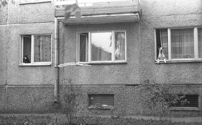 Кот и дог, 1980-е. Выставка «"Пока все дома". Стрит-фотографии Владимира Богданова» с этим снимком.