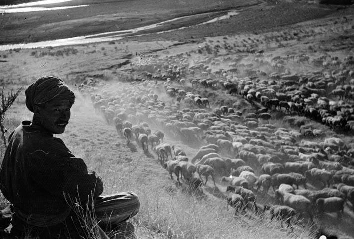 Пастух и отары, 1935 год, Узбекская ССР. Выставки «Жара»&nbsp;и «Пастухи» с этой фотографией. 