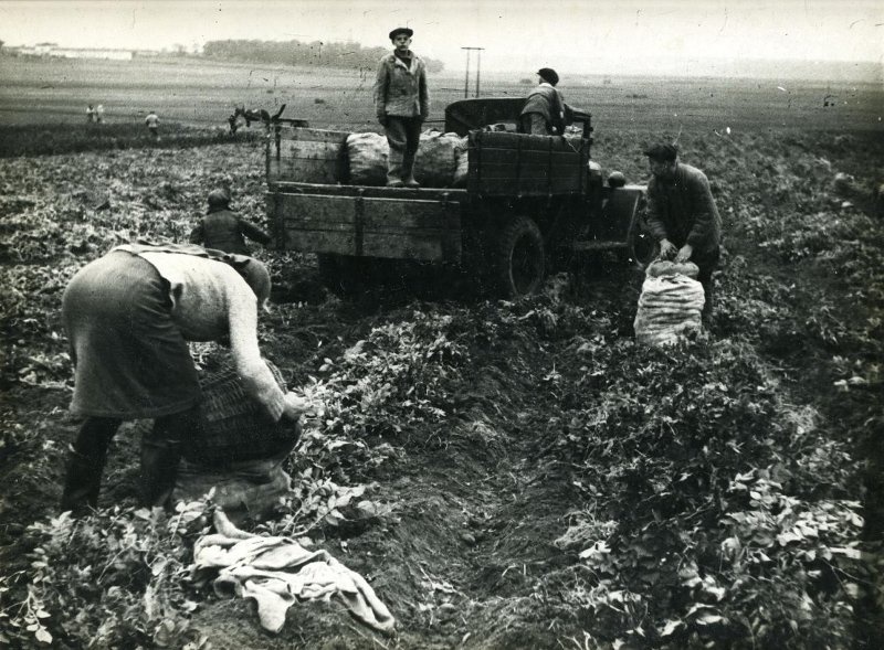 Урожай. Картофель, 1950-е