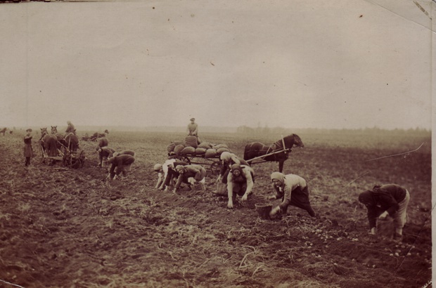 Уборка картофеля в совхозе Горки Ленинские, 1 ноября 1929, Московская обл.. 