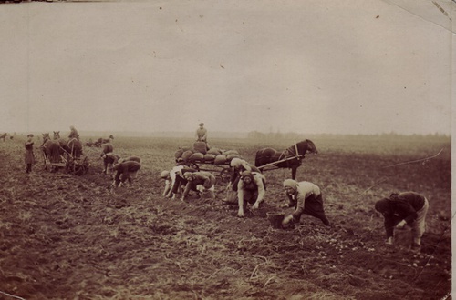 Уборка картофеля в совхозе Горки Ленинские, 1 ноября 1929, Московская обл.