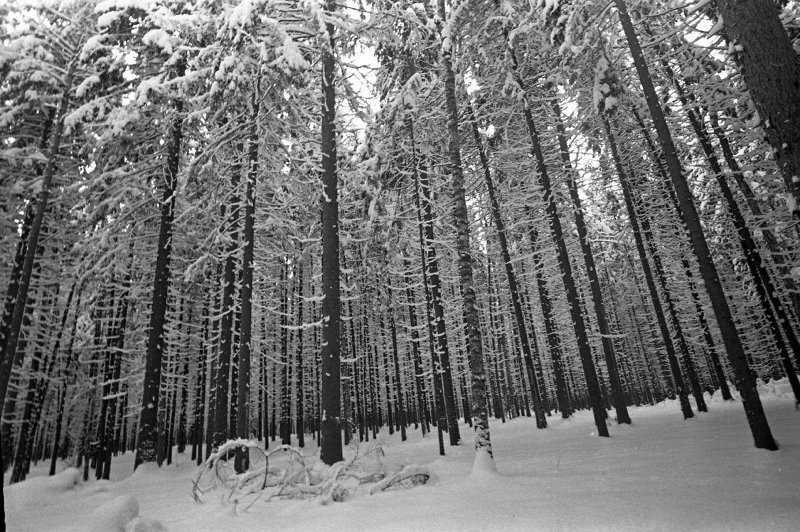 Зимний лес, 1970-е. Выставка «Падал прошлогодний снег» с этой фотографией.