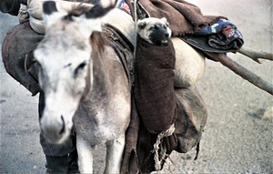 Осел и собака, 1958 год, Таджикская ССР