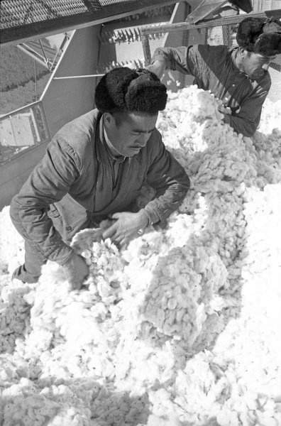 Фото "Уборка хлопка. Работники", 1965 год, Туркменская ССР, Ташаузская ...
