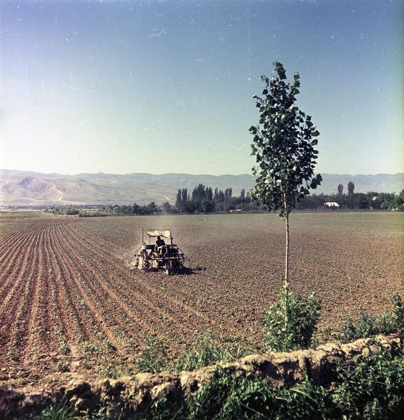 Полевые работы, 1958 год, Таджикская ССР, Сталинабадская обл., с. Гулистан