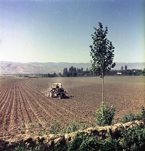 Полевые работы, 1958 год, Таджикская ССР, Сталинабадская обл., с. Гулистан