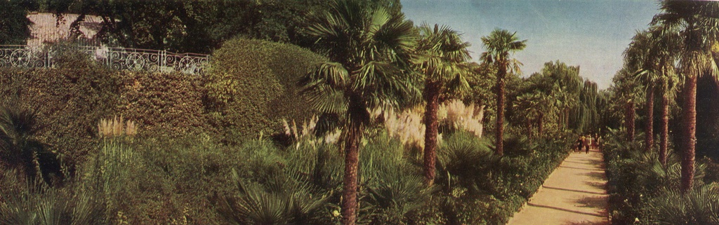 «Нет, это не тропики. Это пальмовая аллея в Никитском ботаническом саду», сентябрь 1962, Крымская обл., г. Ялта. Выставка «Никитский ботанический сад» с этой фотографией.&nbsp;