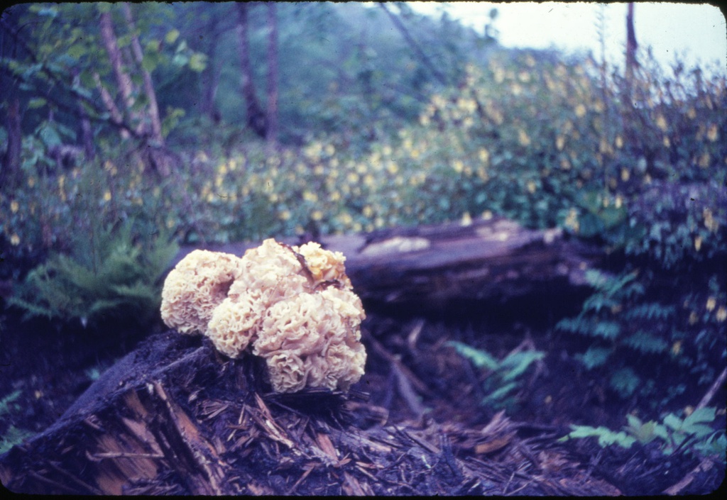 Дары леса. Сихоте-Алинь, 1969 год, Приморский край. Из серии «Камчатка, Японское море».