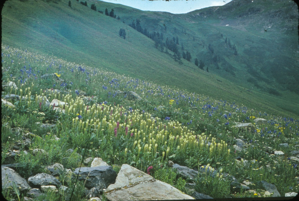 Фото "«Горные склоны – сады»", 1977 год - История России в фотографиях