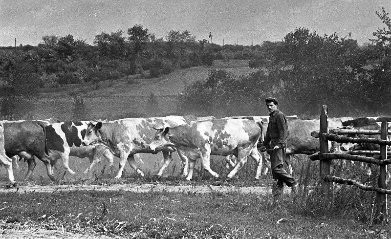 Пастух со стадом, 1958 год, Украинская ССР, Харьковская обл.. Выставка «Пастухи» с этой фотографией.&nbsp;