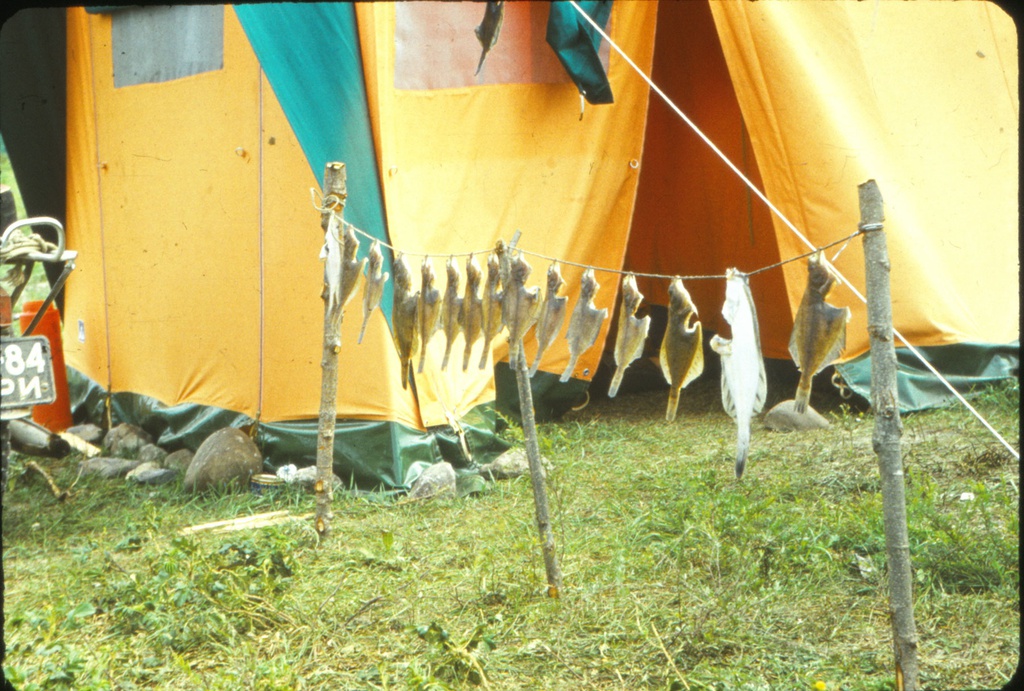 Рыба. Бухта Тихангоу, 1969 год, Приморский край. Из серии «Сихоте-Алинь. Японское море».Выставка «За мечтами и за запахом тайги...» с этой фотографией.&nbsp;