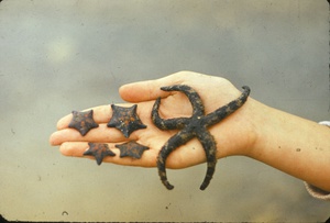 Звезды морские. Залив Восток, 1969 год, Приморский край. Из серии «Сихоте-Алинь. Японское море».Выставка «Россия целиком» с этой фотографией.&nbsp;