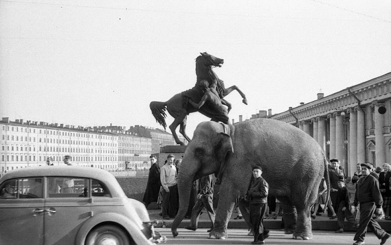 Слон на улицах Ленинграда, 1958 - 1959, г. Ленинград. Выставка «Невский проспект» с этой фотографией.