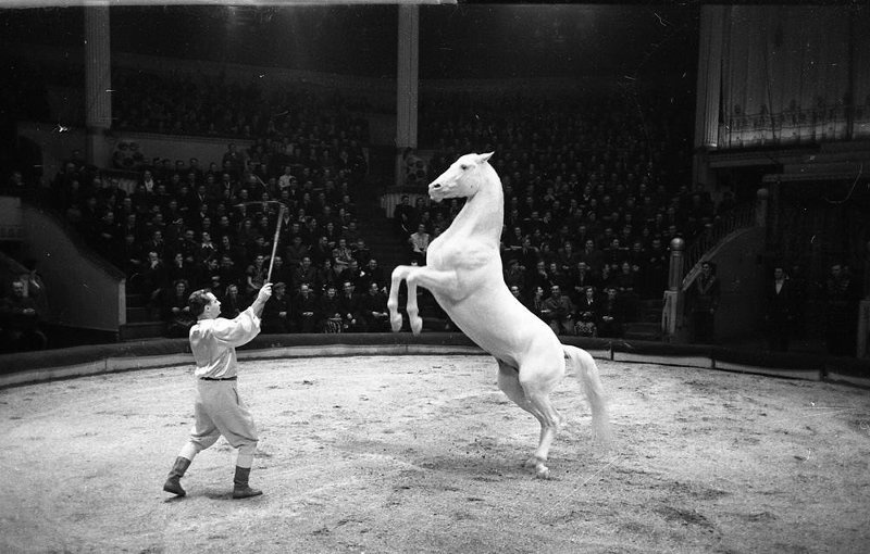 Московский цирк на Цветном бульваре. Конный номер Александра Королева-Лапиадо, 1953 год, г. Москва. Выставка «Будни 1953 года» с этой фотографией.