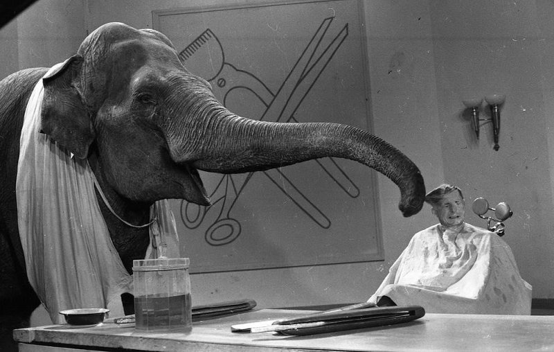 Актер Борис Новиков и слон-парикмахер на съемках фильма «Необыкновенный город», 1962 год, Московская обл.. Выставка&nbsp;«Избранное из избранного» с этой фотографией.