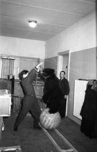 За кулисами цирка. Дрессировщик Иван Кудрявцев с медведем, 1958 - 1959
