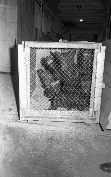 За кулисами цирка, 1959 год, г. Москва