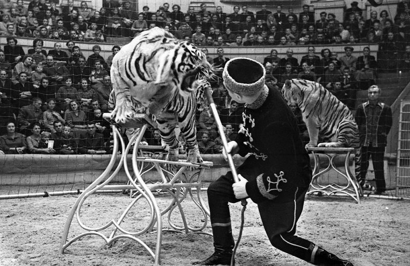 цирковые тигры. на арене цирка за крепкой железной решеткой. площадь арены цирка. братья запашные. дрессировщица тигров.