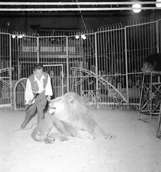 Фото \"Дрессировщик львов Владимир Борисов на арене цирка\", 1958 - 1960 ...