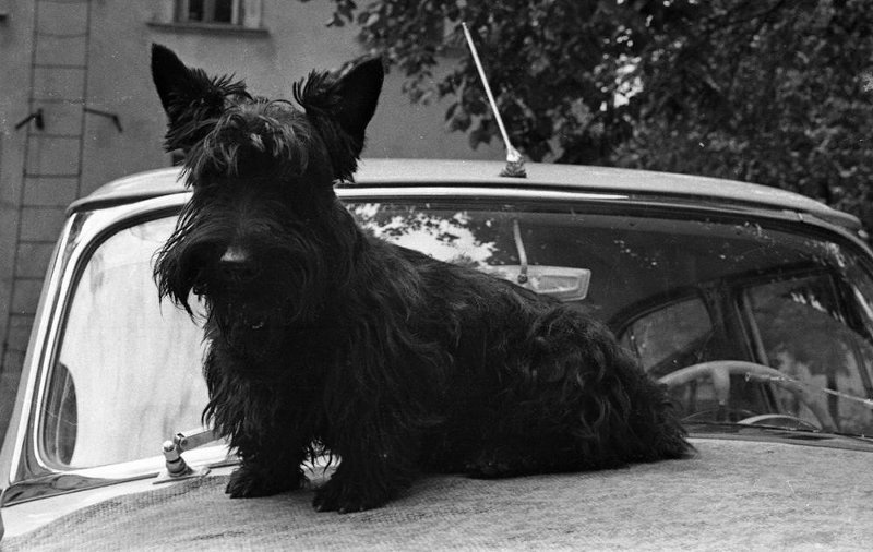 Собака Клякса, 1969 - 1971, г. Москва. Видео «Советский Чаплин. Михаил Румянцев» с этой фотографией.
