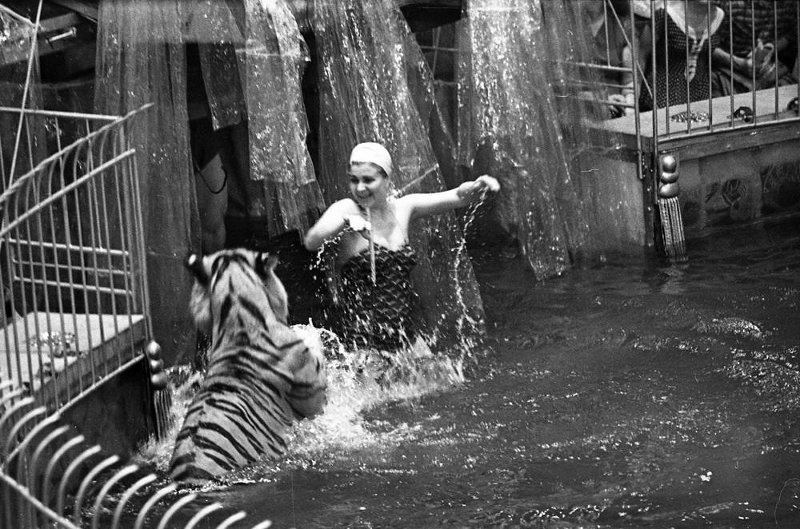 Водяная феерия «Счастливого плавания» в Московском цирке на Цветном бульваре. Маргарита Назарова с дрессированными тиграми, 1959 год, г. Москва. Выставка «Бассейн» с этим снимком.&nbsp;