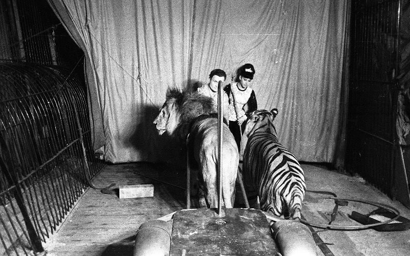 Аттракцион «Среди хищников». Вальтер и Марица Запашные, 1965 - 1967, г. Тула