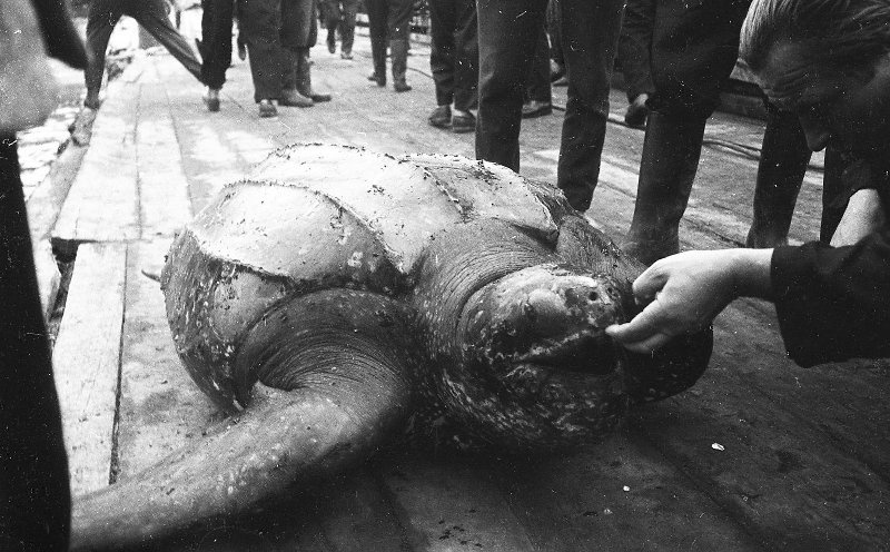 Шикотан. Кожистая черепаха, 1966 год, Курильские о-ва, Шикотан о.. Выставка «Дикие животные России» с этой фотографией.