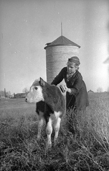 Кесова гора. Семиклассница Катя с теленком, 1940 год, Калининская обл., с. Кесова Гора