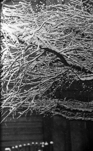 Первый снег, 1965 год, Сахалин о., г. Южно-Сахалинск. Выставка «Первый снег» с этой фотографией.&nbsp;