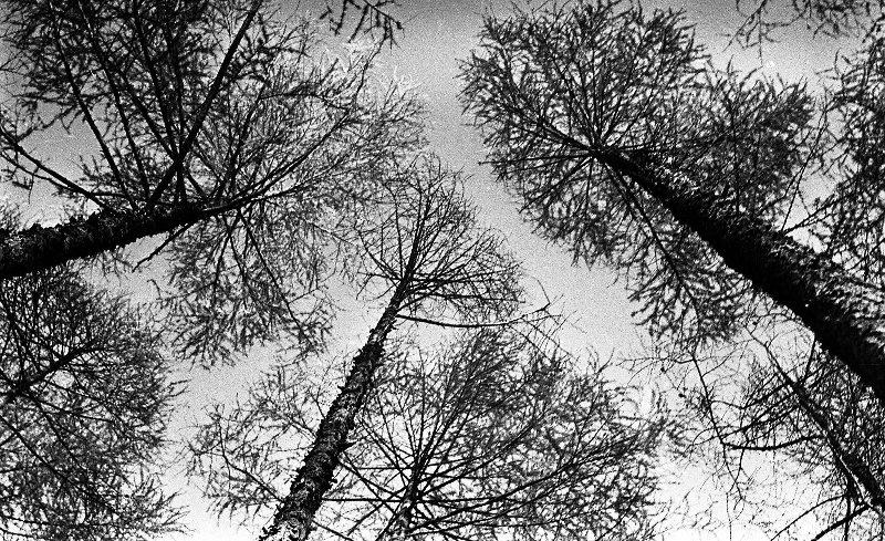 Сахалин. Деревья, 1958 год, о. Сахалин. Выставка «Лес» с этой фотографией.