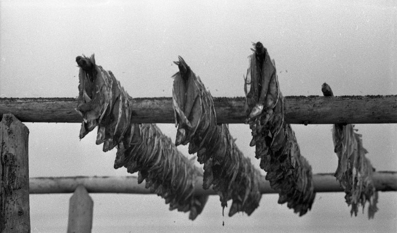 Сушка рыбы, 1968 год, Сахалинская обл., пгт. Ноглики. Выставка «"Ловись рыбка большая..." Рыболовный бум в СССР» с этой фотографией.