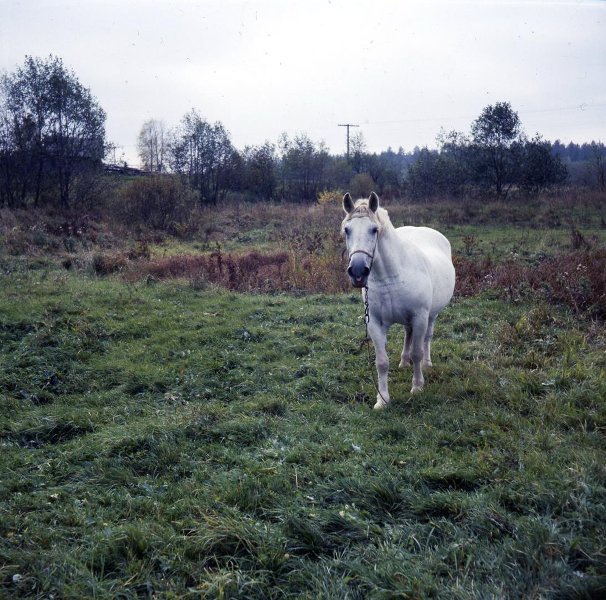 Белая лошадь, 1988 - 1989, Калининская обл., Бежецкий р-н, с. Градницы