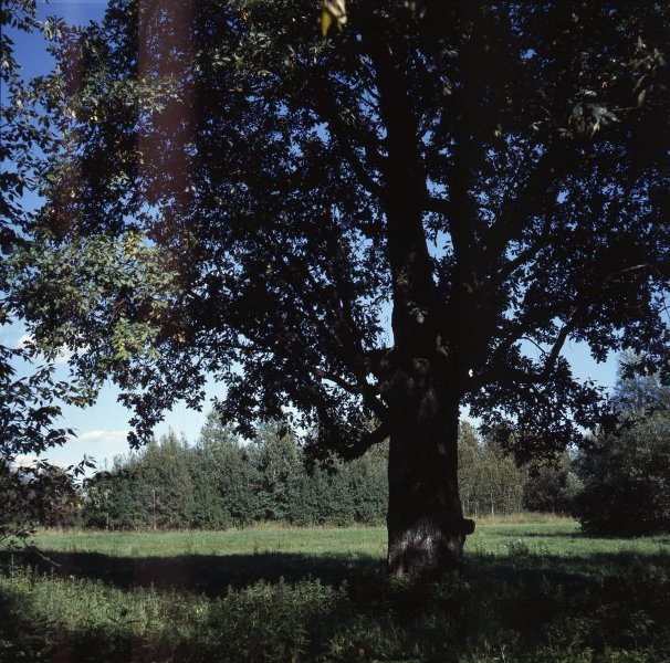 Дерево, 1988 - 1989, Калининская обл., Бежецкий р-н, с. Градницы