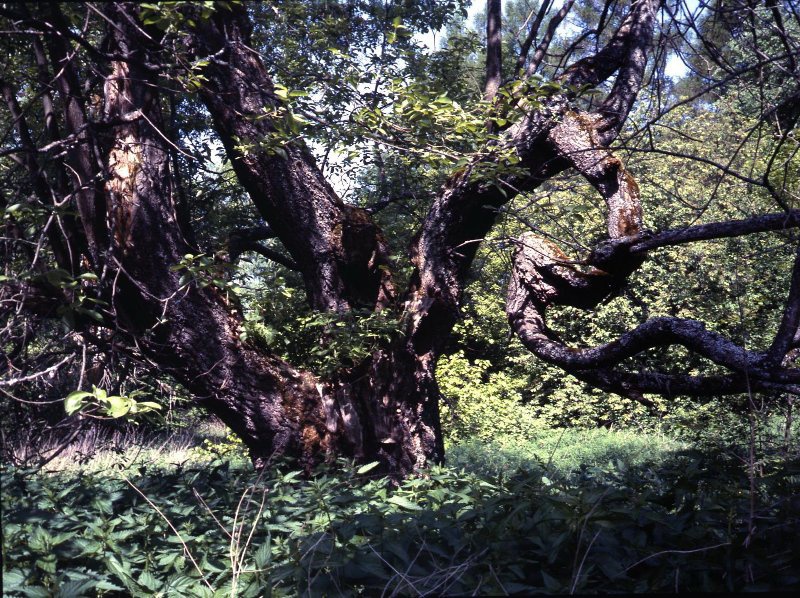 Старое дерево, 1999 год, Тверская обл.