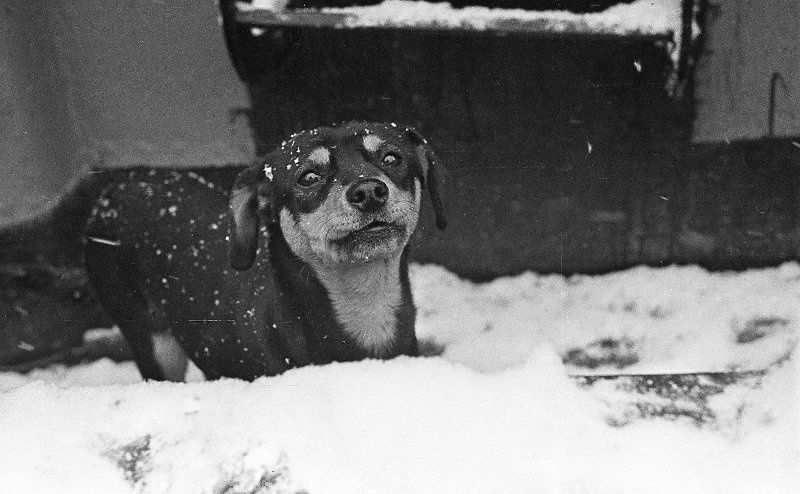 Собака, 1960-е, Сахалинская обл.. Выставка «Падал прошлогодний снег» с этой фотографией.
