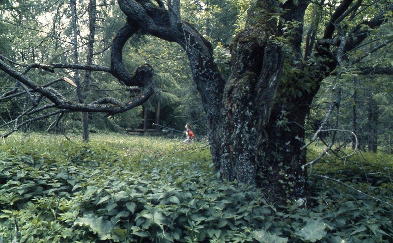 Старое дерево, 1999 год, Тверская обл.