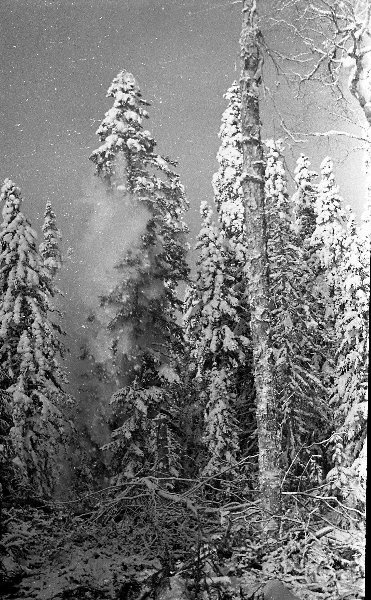 Леспрмохоз, 1966 год, Сахалинская обл.. Выставка «Лес» с этой фотографией.