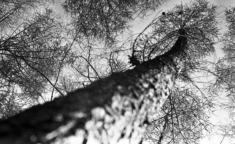 Фото "Сахалин. Деревья", 1958 год - История России в фотографиях