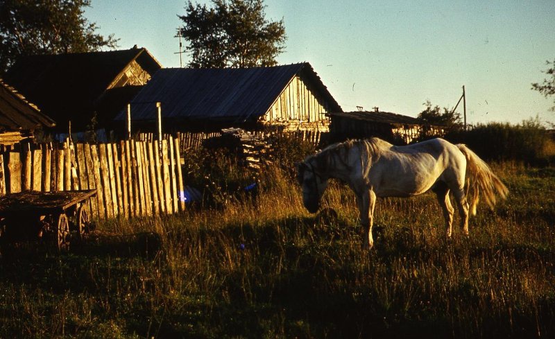 Белая лошадь, 1989 год, Калининская обл., Бежецкий р-н, с. Градницы. Ныне Тверская область.