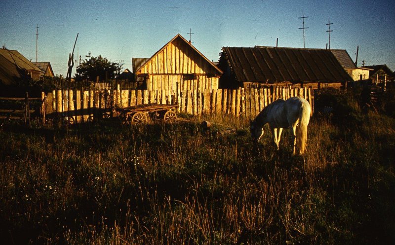 Белая лошадь, 1989 год, Калининская обл., Бежецкий р-н, с. Градницы. Ныне Тверская область.