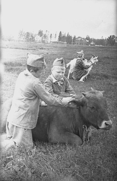 Детский дом. Дети в поле с теленком и козой, 1942 год, Московская обл., г. Пушкино