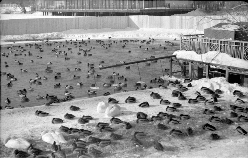 Закрытие соревнований ДОСААФ по собаководству на ВДНХ, 14 января 1977, г. Москва. Пруд (не сохранился) и ресторан «Океан» (перестроен) на ВДНХ.