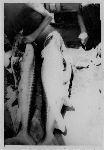 Рыба в Волге была, июнь - декабрь 1954, Волгоградская обл.