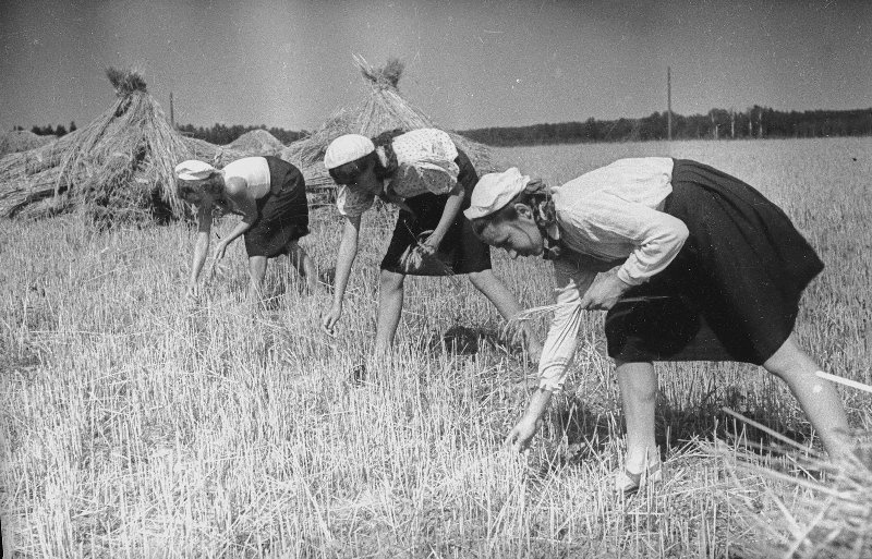 Московские пионеры помогают колхозу, 1942 - 1943, Московская обл.