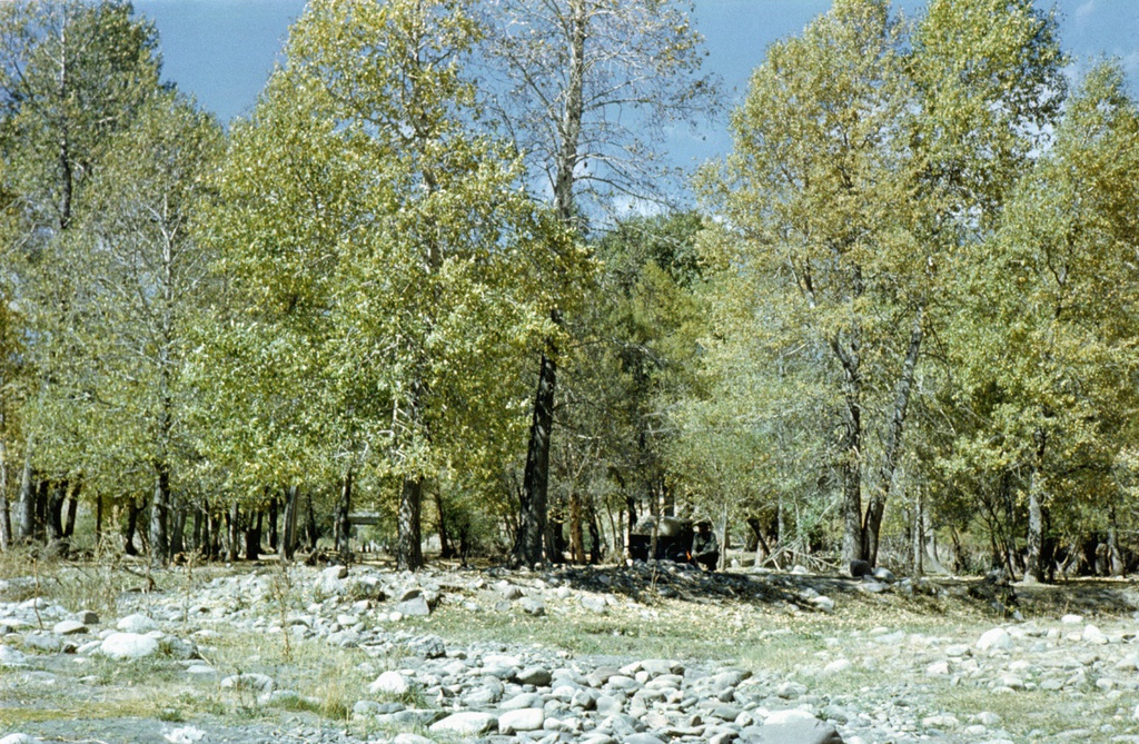 Лесной оазис в долине реки Чаткал, 1 июня 1978 - 30 августа 1978, Киргизская ССР, Джалал-Абадская обл.
