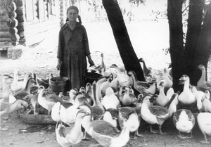 Утро на колхозном птичнике, 15 июня 1961, Московская обл., Воскресенский р-н, с. Конобеево. Фотография матери во время работы в колхозе, прожившей потом до 100 лет.Фотография из архива пользователя Для-Поэтов И-Влюбленных.