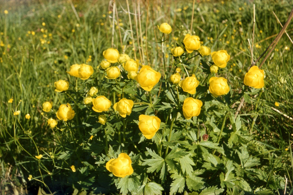 Цветы в Карелии, июль 1985, Карельская АССР, Сортавальский р-н