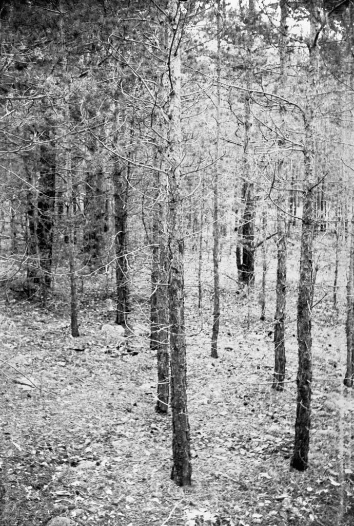 Заросли хвойного леса, 1 июня 1958 - 30 августа 1962, Казахская ССР, Акмолинская обл., Бурабайский р-н