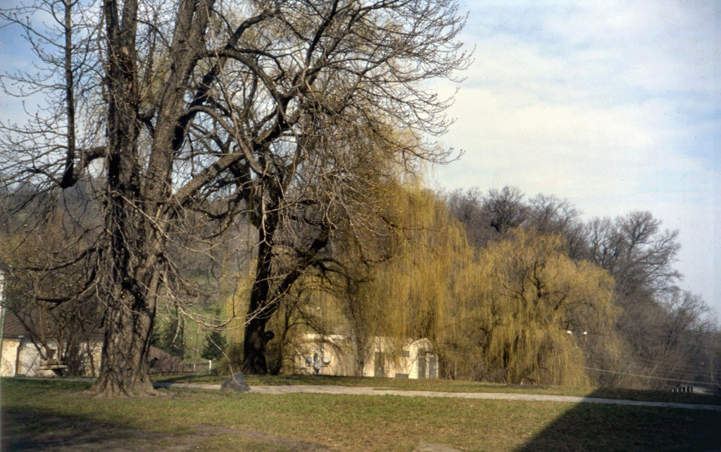Деревья на склоне, апрель 1991, Украинская ССР, г. Киев, Печерский р-н. Выдубицкий мужской монастырь.